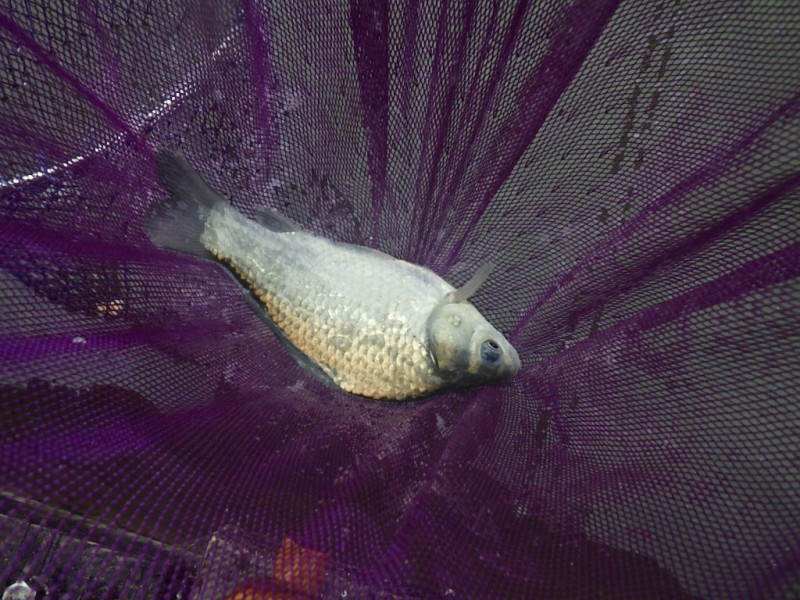 <p>結局、<br />どっぷり入れて、魚が食うまで待つのが一番でした<br />日によって魚の活性が変わる典型的な時合いでした。</p>
<h1 class="skin-entryTitle" style="font-size: 26px; margin: 0px 0px 20px; line-height: 1.4; color: #607374; padding-bottom: 15px; border-bottom: 1px solid #9e9e9e; font-family: -apple-system, BlinkMacSystemFont, sans-serif; background-color: #ffffff;" data-uranus-component="entryTitle"><a class="skinArticleTitle" style="background-color: transparent; text-decoration: none;" href="https://ameblo.jp/knokappa/entry-12972510499.html" rel="bookmark" aria-current="page" data-google-interstitial="false">朝だけ番長Vol.2 in 三川Ｆ／Ｐ</a></h1>
<p>#プロモーション<br />#マルキュー<br />#ダン</p>