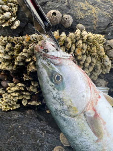 山口県 その他山口県の海・磯 釣果