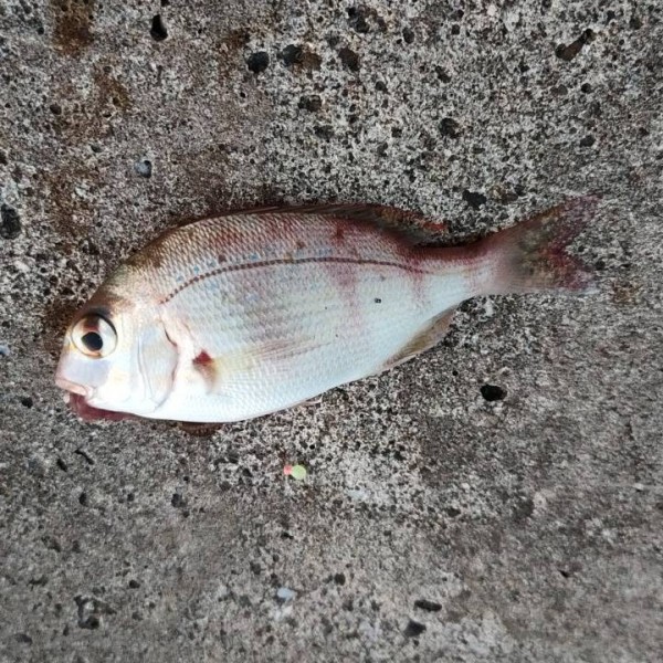 場所を変え使用しなかった石ゴカイでキス釣りでもとやっていたら、まさかの嬉しいハプニング発生⚾️⚾️
この日は練習がオフで気晴らしに青物狙いで釣り場を探していた球界を代表する投手と将来有望株の若い投手が私に話しかけて来ました(@_@。
私が京セラドームタイガース開幕戦の入場記念キャップを被っていたら、『良い帽子被ってますね!』って声をかけてくれました♪
その後釣り場の話をしていて暫くしてまさかと思ったけど、『もしかして、◯◯くん?』と尋ねると『はい』って答えてくれました(@_@。2人とはこの界隈の釣り場について情報提供しながら約15分位WBC代表の大投手と釣り談義出来るとは思いもみませんでした♪
別れ際にタイガースキャップに記念にサインをおねだりしたら、気持ち良く応じてくれ、爽やかな好青年でした♪