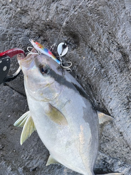 山口県 その他山口県の海・磯 釣果