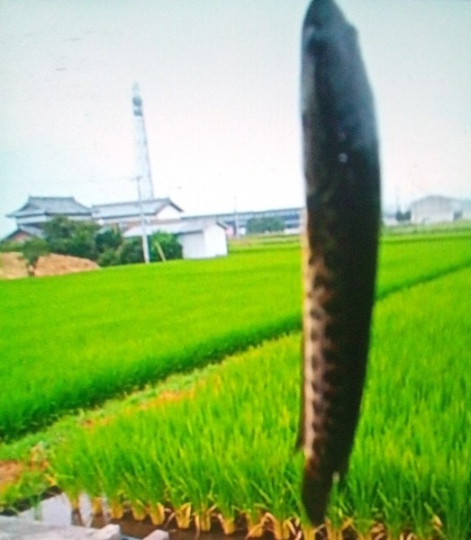 ミミズ餌少し持っていく     🐢が2回釣れ   重たいし   泣きそうになる   スッポンの近くには 投げませんでした       釣りをした気分にならないわよ