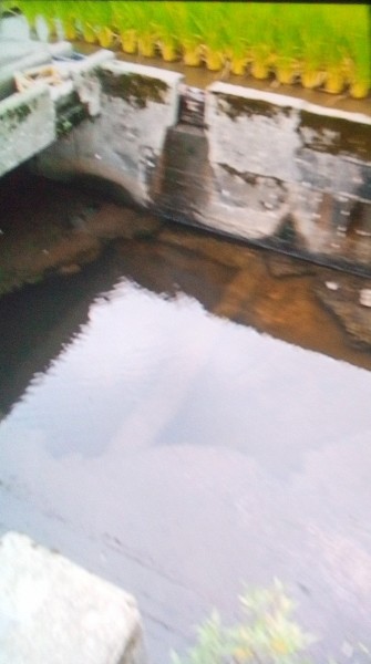 用水路が 上下で並行      水の流れを調節   今日は水門が閉まってたので    期待してた     途中で気がついたのですが 40cm位の黒コイ1匹    びっくりしたよ でも餌見向きもしない