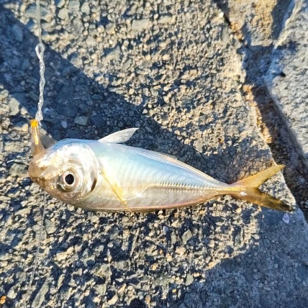 ジグサビキでダブル