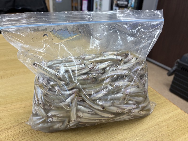 入鹿池夏ワカサギ釣り