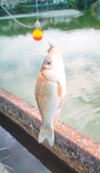お盆だから     フナも里帰りかな
