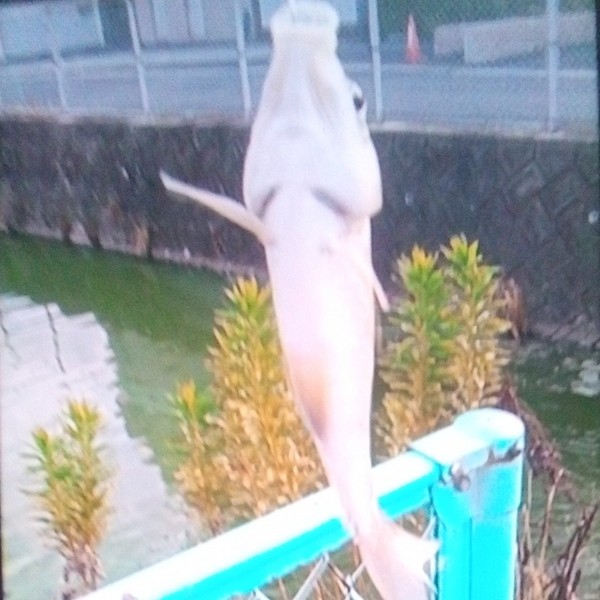 1匹目のフナ   フナ踊り〜  錦コイの気配なし残念