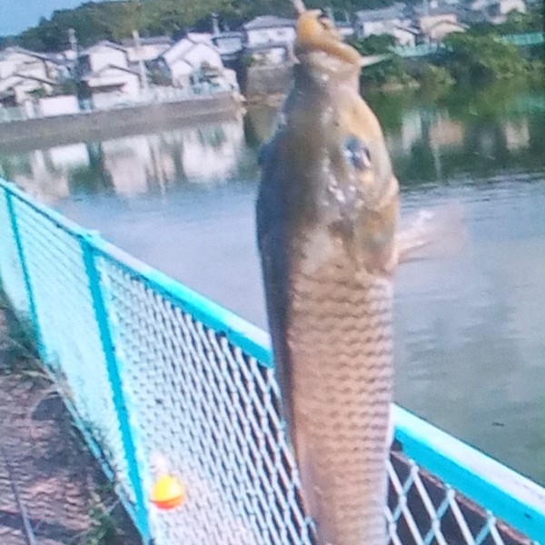 アクがあまり浮いてな〜い🍀