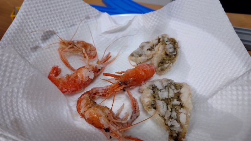 テナガエビは数が減ってる？探しながら釣る感じ