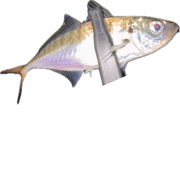 神奈川県 その他神奈川県の海・磯 釣果