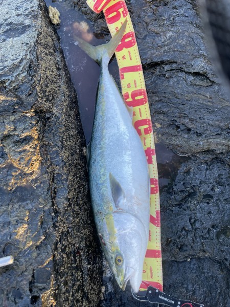 山口県 その他山口県の海・磯 釣果