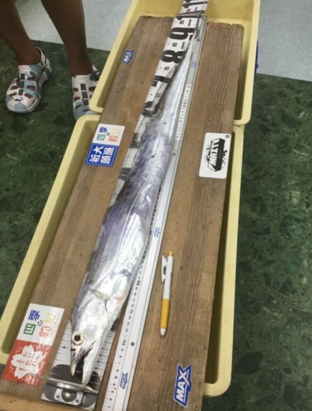 和歌山県 その他和歌山県の海・磯 釣果