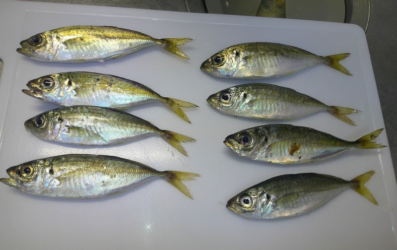 <p>時合は一瞬で、その後は抜きポチャ連発。（食いが浅い）<br />アジの不調は雨だけではなかったようでした&amp;hellip;</p>
<h1 class="skin-entryTitle" style="font-size: 26px; margin: 0px 0px 20px; line-height: 1.4; color: #607374; padding-bottom: 15px; border-bottom: 1px solid #9e9e9e; font-family: -apple-system, BlinkMacSystemFont, sans-serif; background-color: #ffffff;" data-uranus-component="entryTitle"><a class="skinArticleTitle" style="background-color: transparent; text-decoration: none;" href="https://ameblo.jp/knokappa/entry-12976785592.html" rel="bookmark" aria-current="page" data-google-interstitial="false">自分だけ釣れない沼と焦りのアジング！？</a></h1>
<p>#プロモーション<br />#マルキュー<br />#ダン</p>