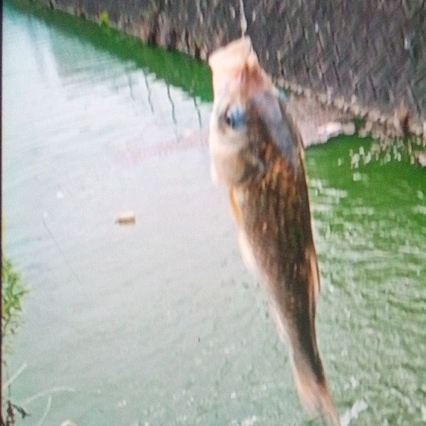 フナ35cm