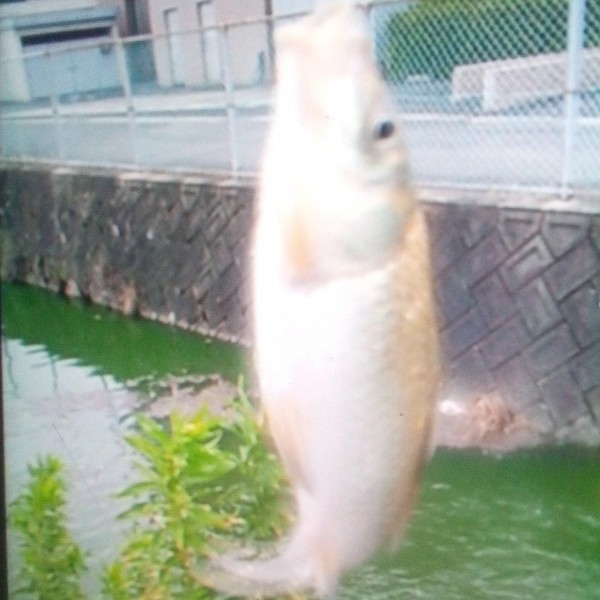 25cm      エサは  生コーン3粒     息子にいい報告ができるわい