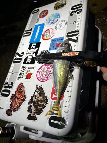 兵庫県 その他兵庫県の海・磯 釣果