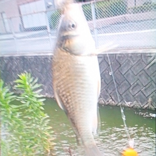 フナ26cm      バナメイエビ 切り身     食べるんだねフナ    今日は🐢🐢🐢🐢🐢🐢🐢タートル戦隊が 寄ってくるよってくる