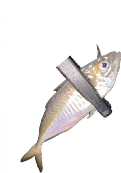 神奈川県 その他神奈川県の海・磯 釣果