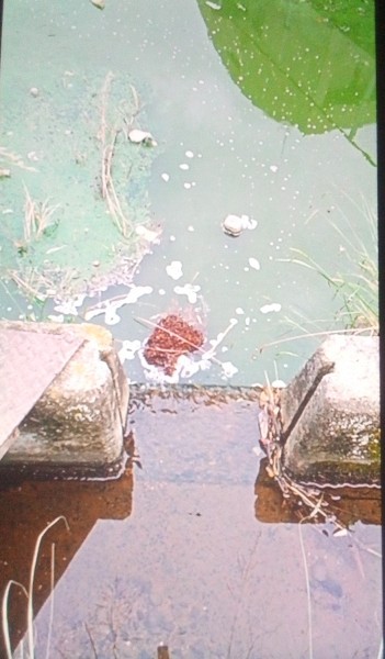 だんだん水の流れが少なくなる  いつの間にか雨は止む     初めてお会いする 先輩婆ちゃんが声をかけてきた 時々新しい出会いがある