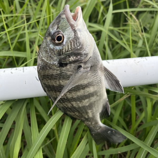 クロダイです🐟
