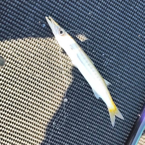 カマスくんは横走してくれます。
相変わらずこちらはクサフグ地獄ですね&hellip;棚が悪いんでしょうか&hellip;（泣）