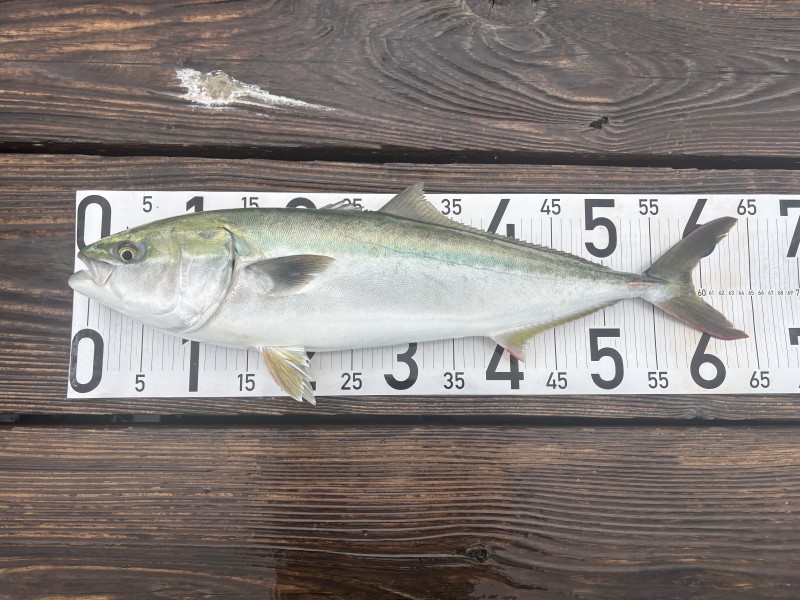 綺麗な魚体🐟
ギリギリ『ハマチ』の大きさですが、養殖ハマチ発祥の地で２本も揚げれば大満足。