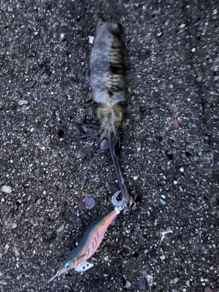 そこから爆風で
釣りにならず
そろそろタイムリミットって
ところで
良いアタリ！

&hellip;でもロリサイズでした😅

さて仕事行こ。