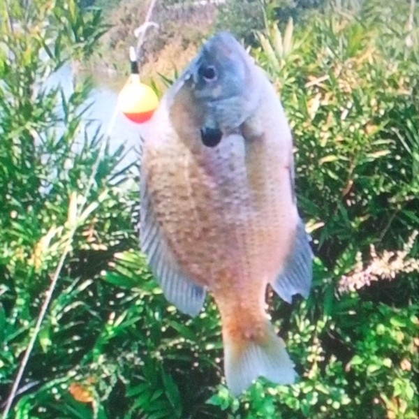 次が 中々 釣れず   フナ用スレハリが1っぽんだけあったので    あと３匹で終わりと決め  ブルーギル2匹と   モロコ1匹で終了