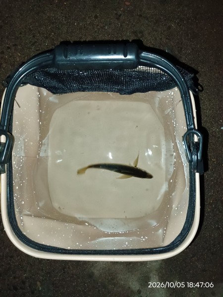 茨城県 その他茨城県の海・磯 釣果