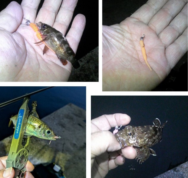<p>重め（0.9g）のJHでも釣れたし、メバルやカサゴも釣れて楽しめました。</p>
<h2 class="skin-entryTitle" style="margin: 0px 0px 20px; line-height: 1.4; font-size: 26px; color: #607374; padding-bottom: 15px; border-bottom: 1px solid #9e9e9e; font-family: -apple-system, BlinkMacSystemFont, sans-serif; background-color: #ffffff;" data-uranus-component="entryTitle"><a class="skinArticleTitle" style="background-color: transparent; text-decoration: none;" href="https://ameblo.jp/knokappa/entry-12980789246.html" rel="bookmark" data-google-interstitial="false">（久しぶりに）勝てたと思ったのに&amp;hellip;</a></h2>
<p>#プロモーション<br />#マルキュー<br />#ダン</p>
