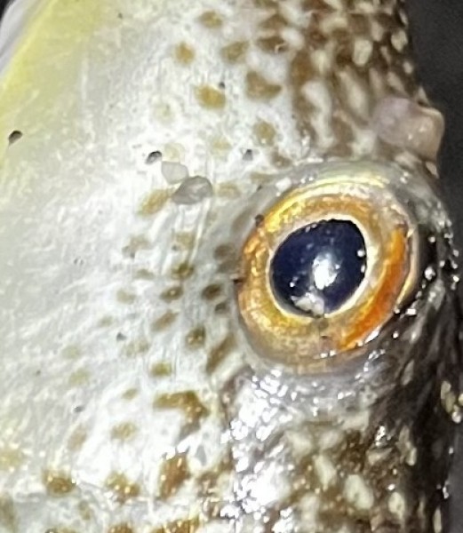 兵庫県 その他兵庫県の海・磯 釣果