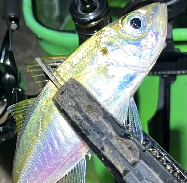 流れが効き出してからポツポツ釣れました
ロッドは26ソアレXTUNE60SUL