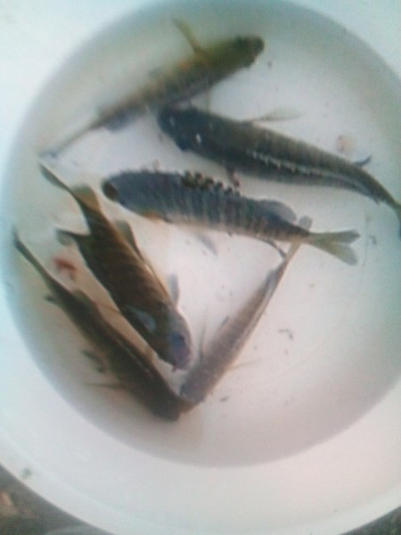 餌は黄身練りエサ 自作    ちょっと柔らかかったかな     バケツ水族館 途中の様子     まだ水の濁りが少ない