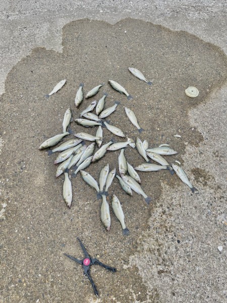 サビキで簡単に釣れた日でした
