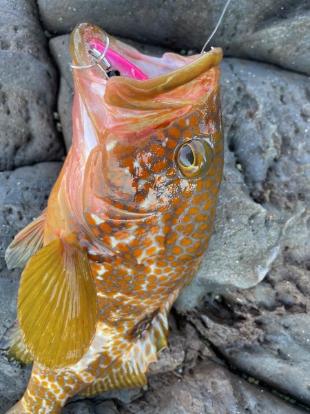ブレードで根魚も😋