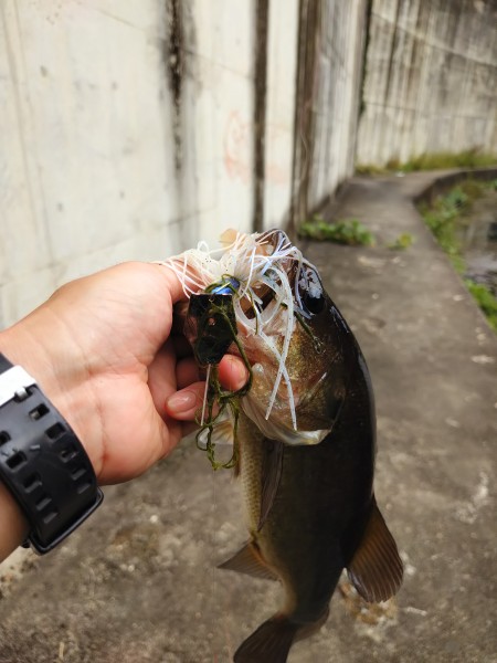 午後から出撃

シャローの回遊バスを狙い撃ち

その後はオープンエリアをチャターで巻いて１本追加