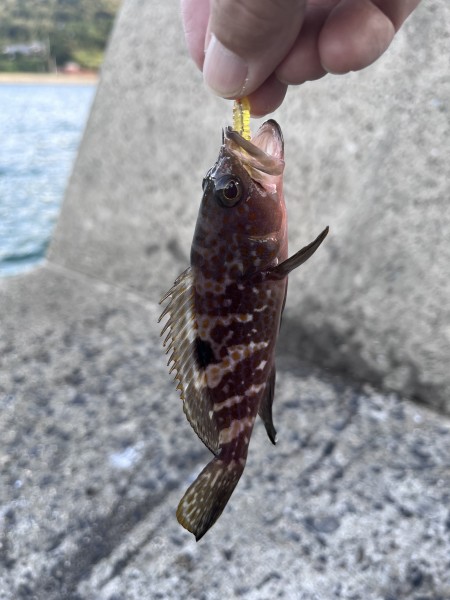 アジ調査でちびアコウ
大きくなってください。