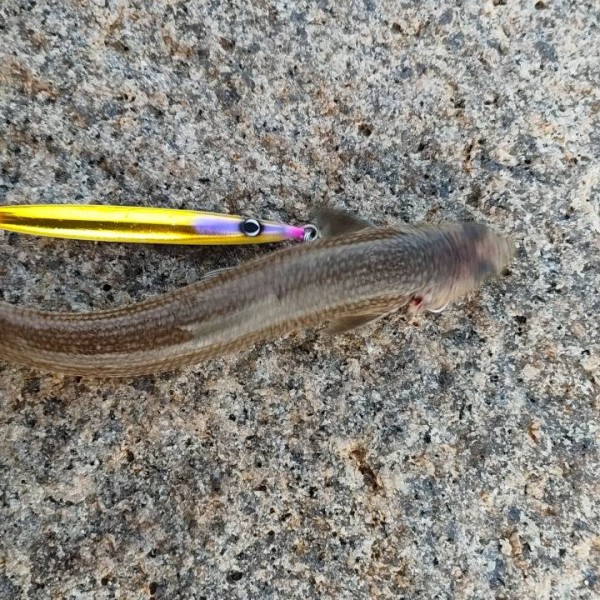 ライトショアジギの唯一の獲物&hellip;😭
