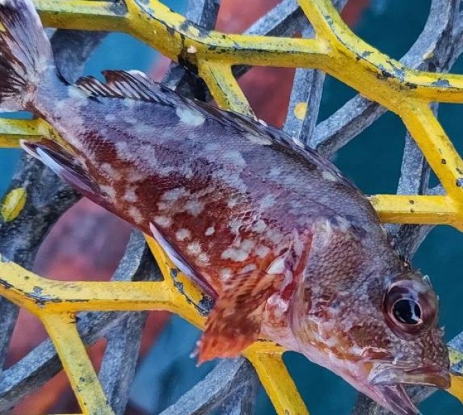 何をしてても顔を出してくれるガッシ〜🐟️ガッキ〜なら嬉しくてお家へ連れて帰るのになぁ&hellip;