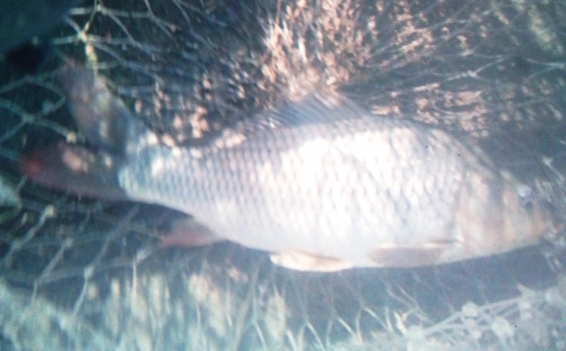 今日の餌は   細いサツマイモの甘味漬け      お婆が釣りをしてるのが珍しくて 声をかけてきた様子       女性がタモ入れ手伝ってくださったのは初めてです😄