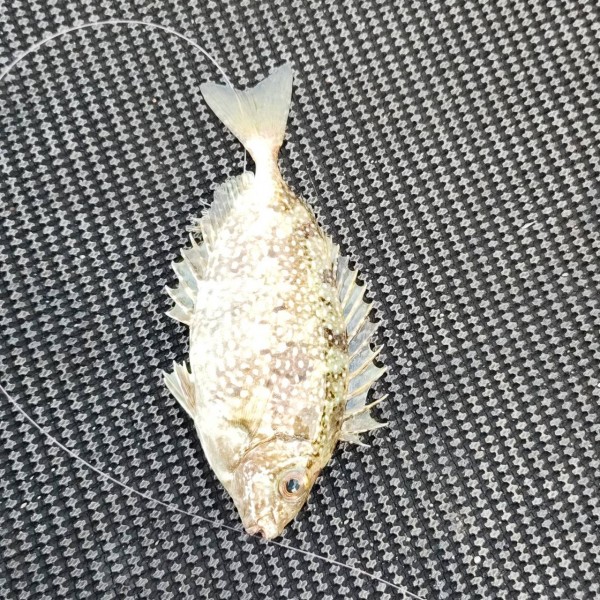 前回は良型アイゴでしたが、今回はバリコしか釣れず&hellip;
シオやヒラスズキはおらんのか？やっぱ腕が無いだけに仕方ないのか&hellip;（泣）